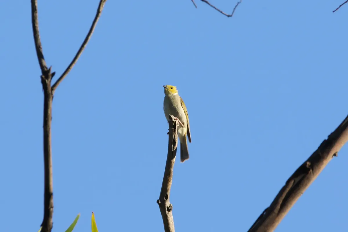 File:Ptilotula penicillata (32567776251).jpg