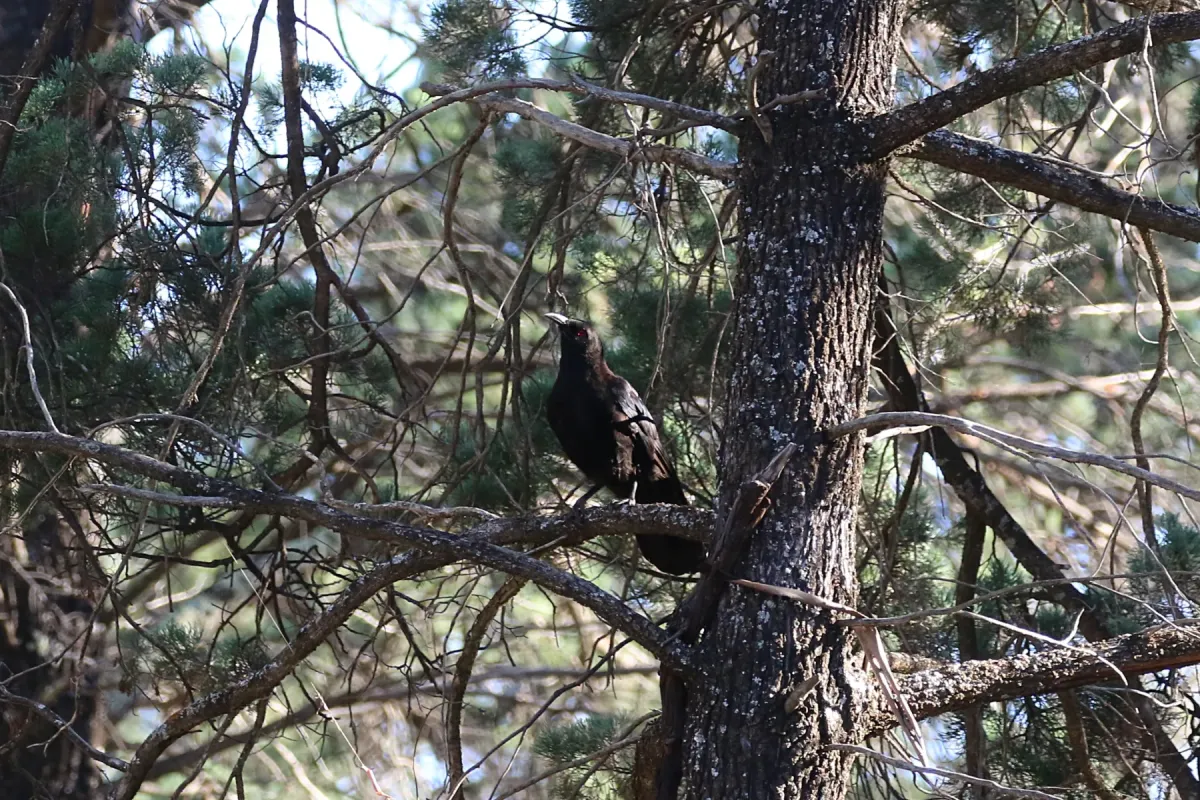 File:Corcorax melanorhamphos (32489139766).jpg