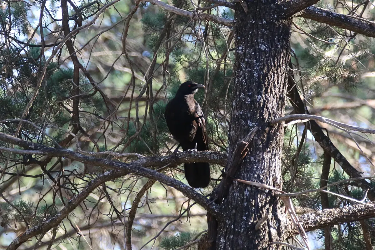 File:Corcorax melanorhamphos (32489138996).jpg