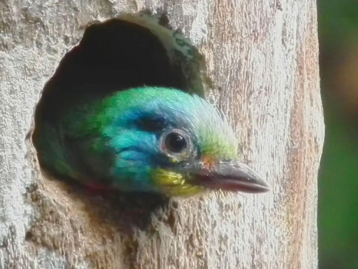 File:Psilopogon nuchalis (4961441309).jpg