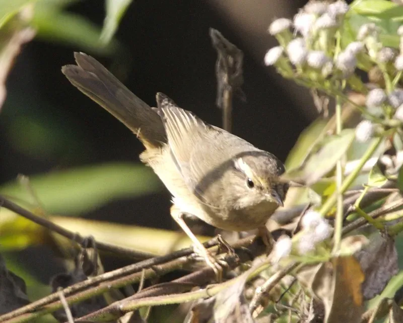 File:Radde's Warbler (Phylloscopus schwarzi).jpg