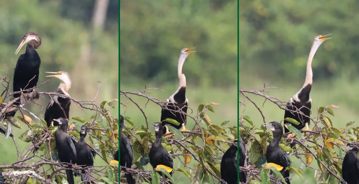 File:Oriental darter (Anhinga melanogaster) composite.jpg