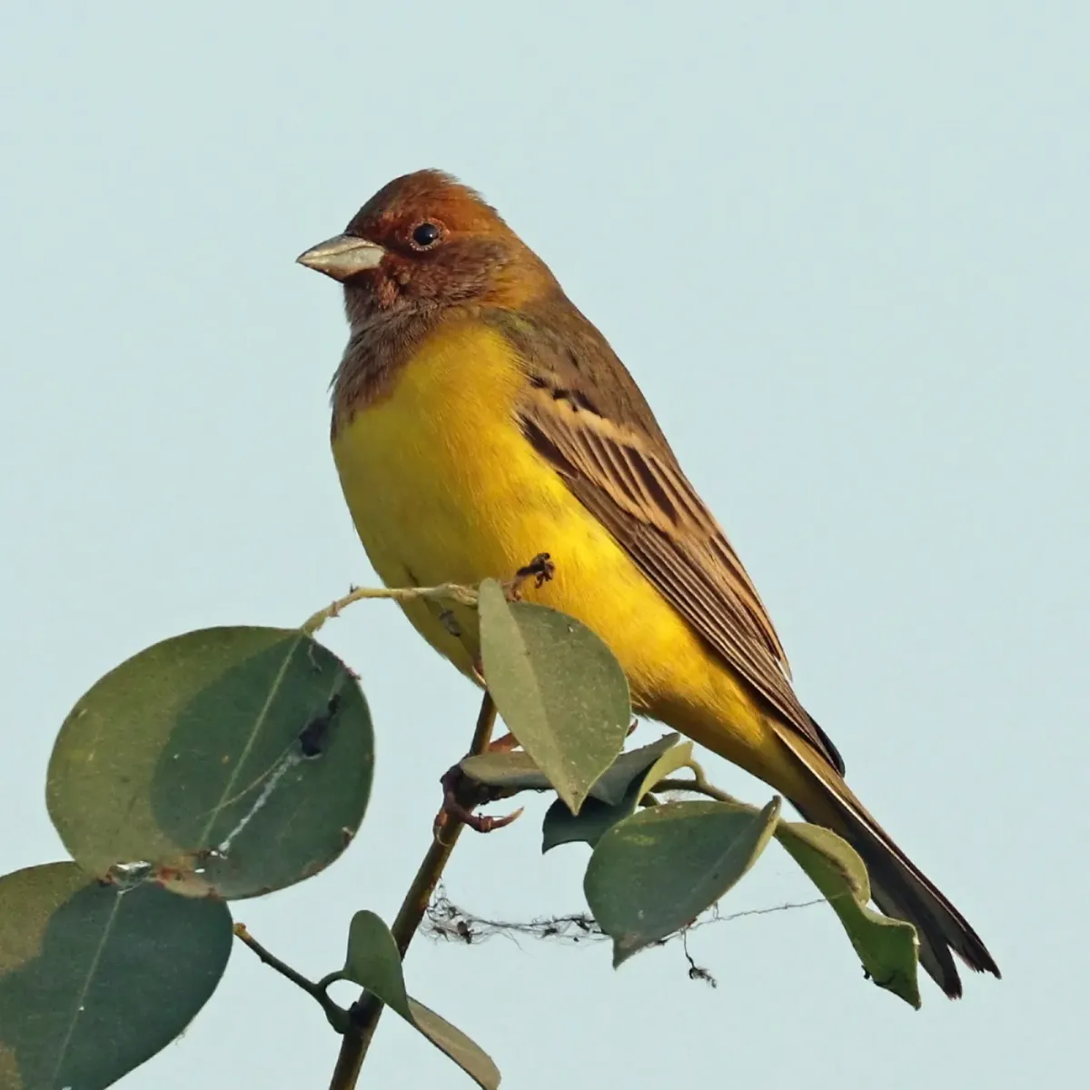 File:Red-headed bunting (Emberiza bruniceps) male non-breeding plumage.jpg