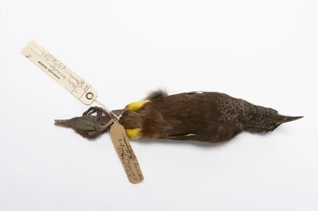 File:Moho braccatus (AM LB7386-12).jpg