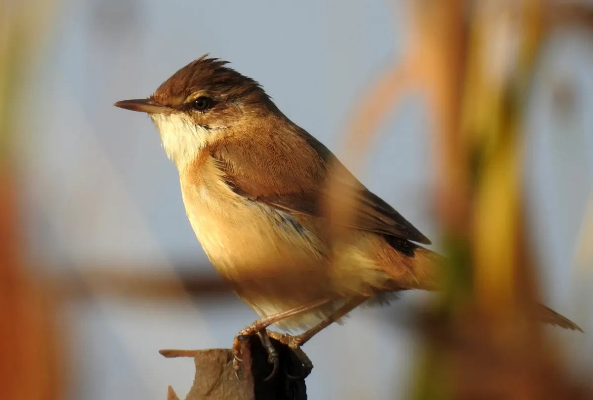 File:Paddyfield Warbler Acrocephalus agricola by Dr. Raju Kasambe DSCN8336 (11).jpg