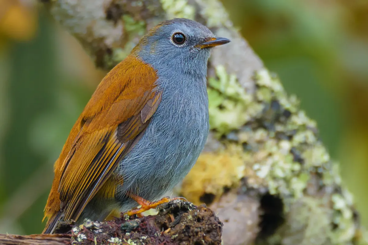 File:Myadestes ralloides - Andean Solitaire - Solitario Andino.jpg