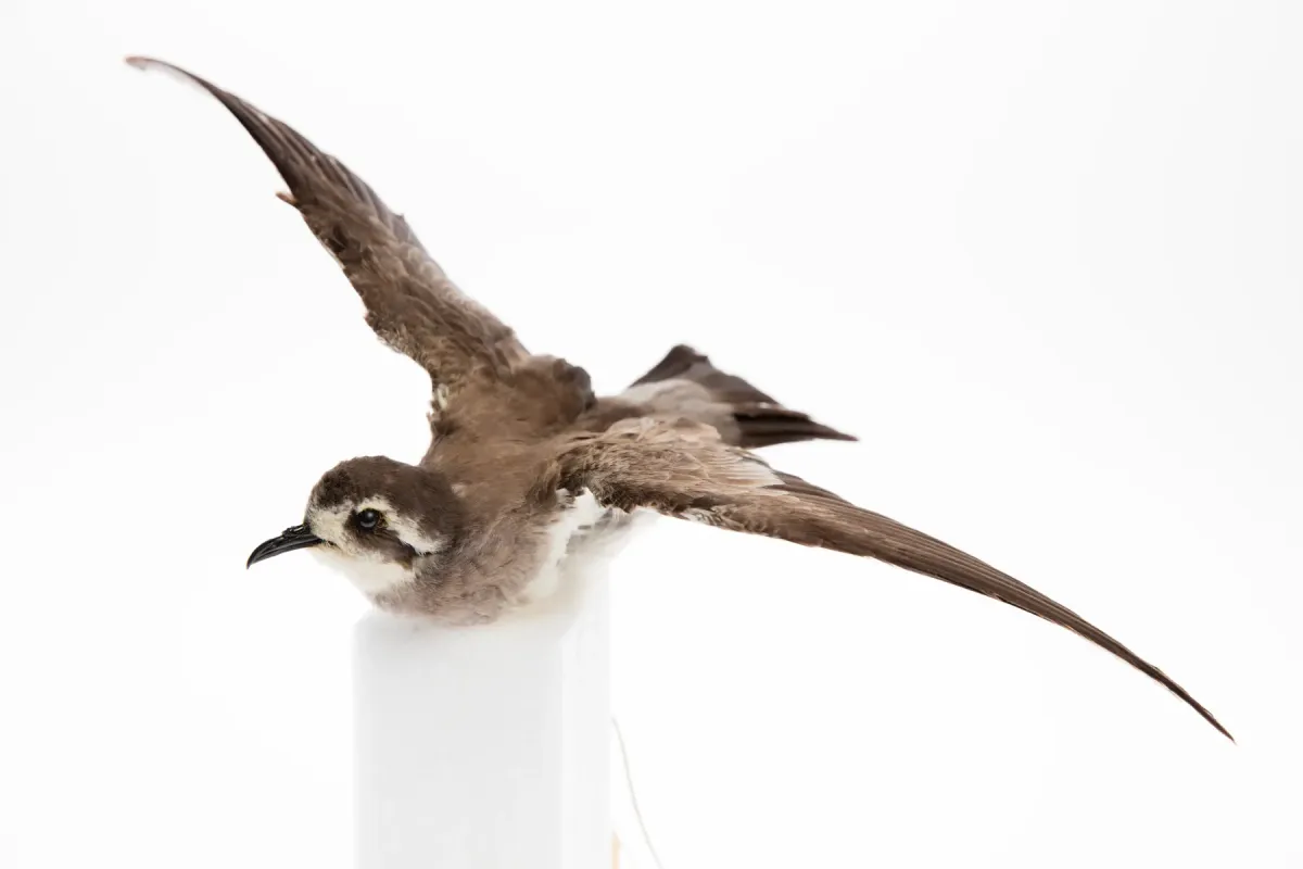 File:Pelagodroma marina (AM LB4379-1).jpg