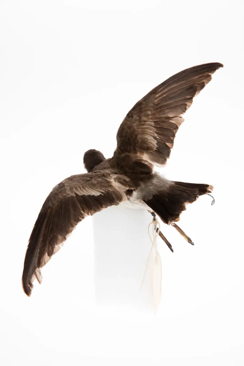 File:Pelagodroma marina (AM LB4379-2).jpg