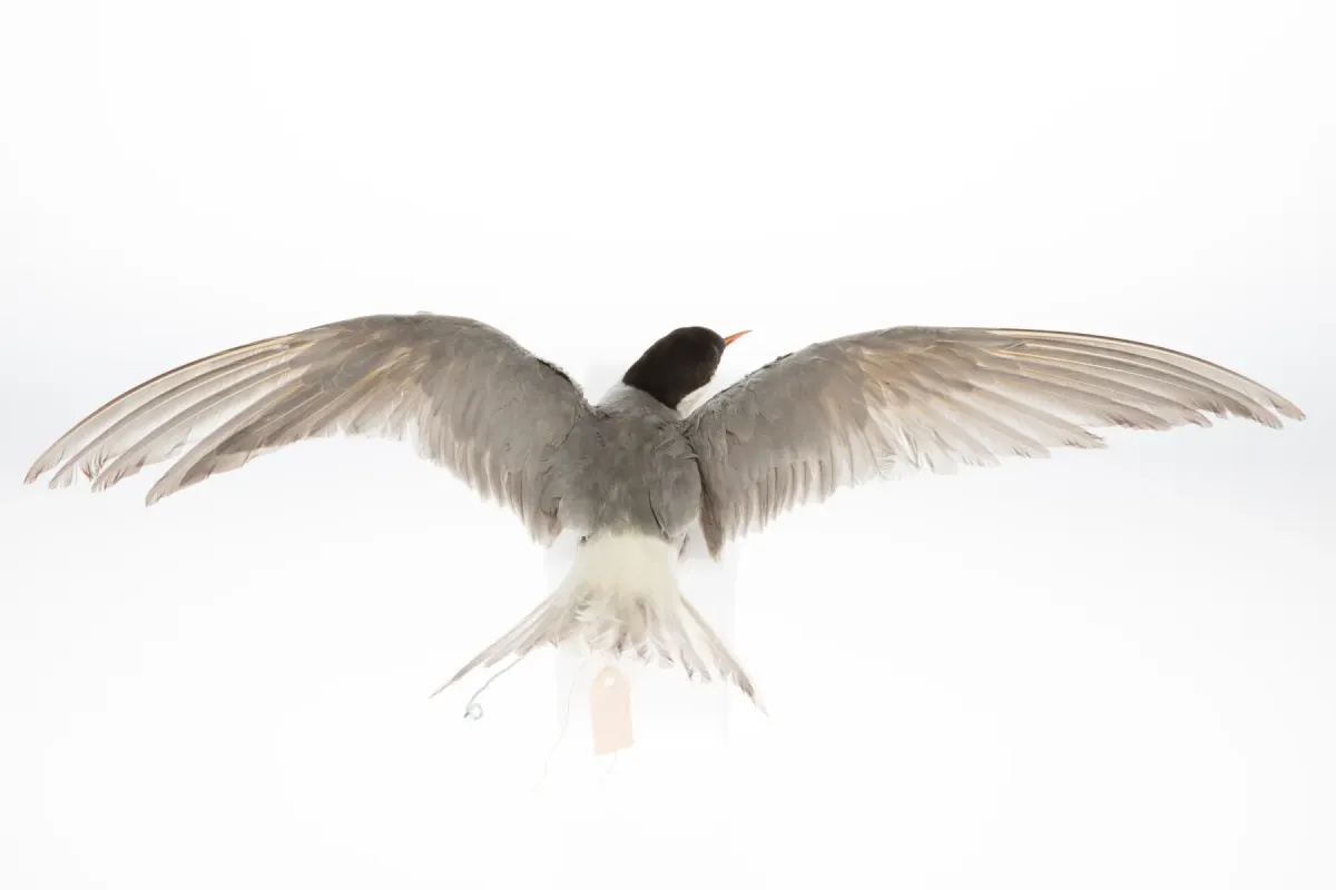 File:Chlidonias albostriatus (AM LB4232-1).jpg