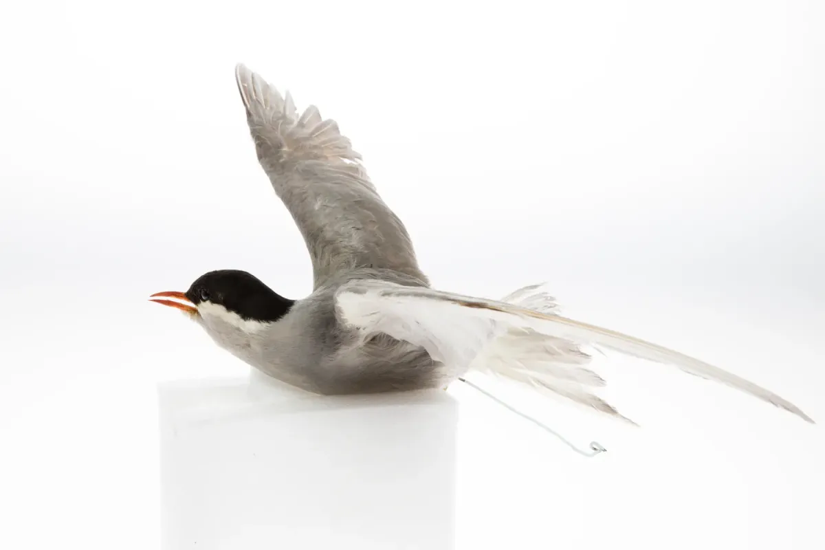 File:Chlidonias albostriatus (AM LB4232-3).jpg