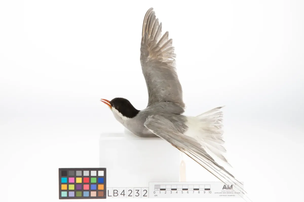 File:Chlidonias albostriatus (AM LB4232-4).jpg