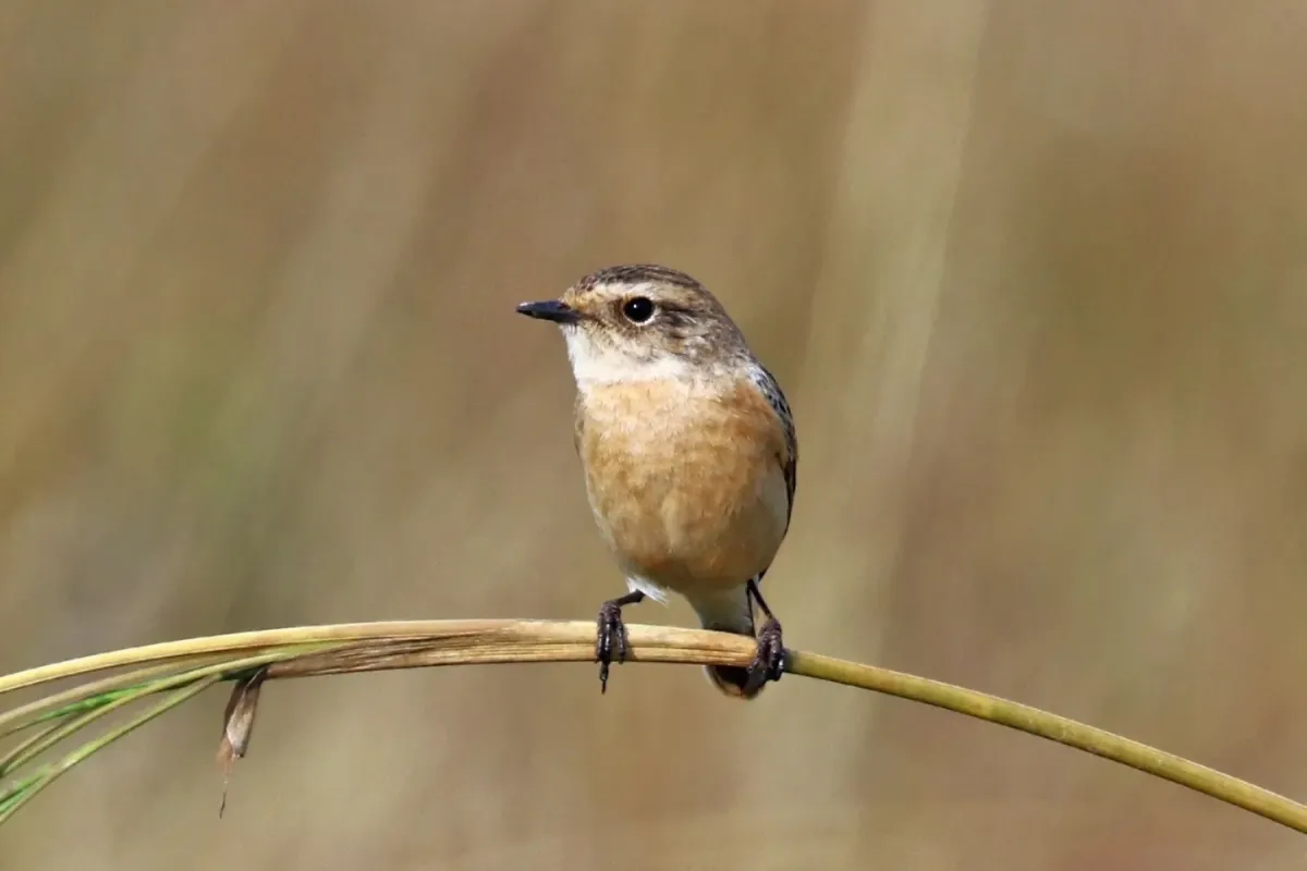 File:Siberian Stonechat (Saxicola maurus) female, Salai, UP, India.jpg