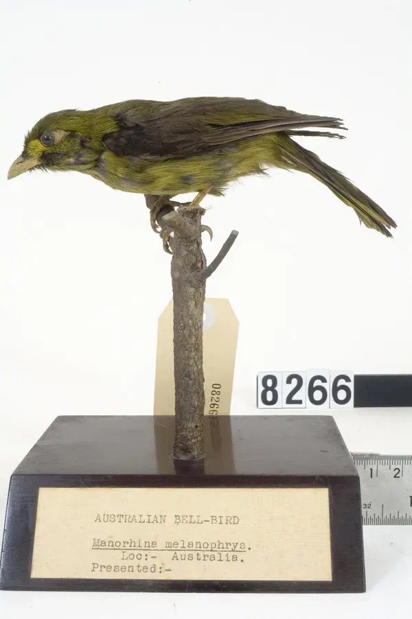 File:Manorina melanophrys (AM LB8266).jpg