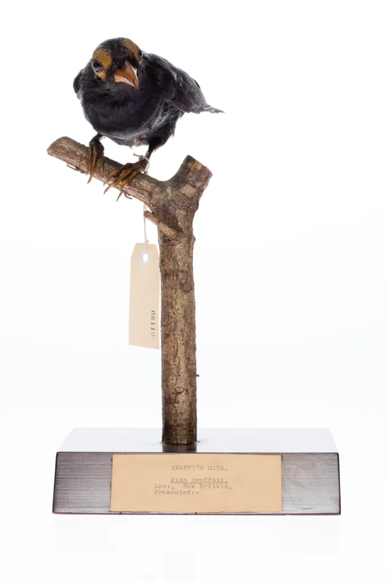 File:Mino dumontii (AM LB8110-1).jpg