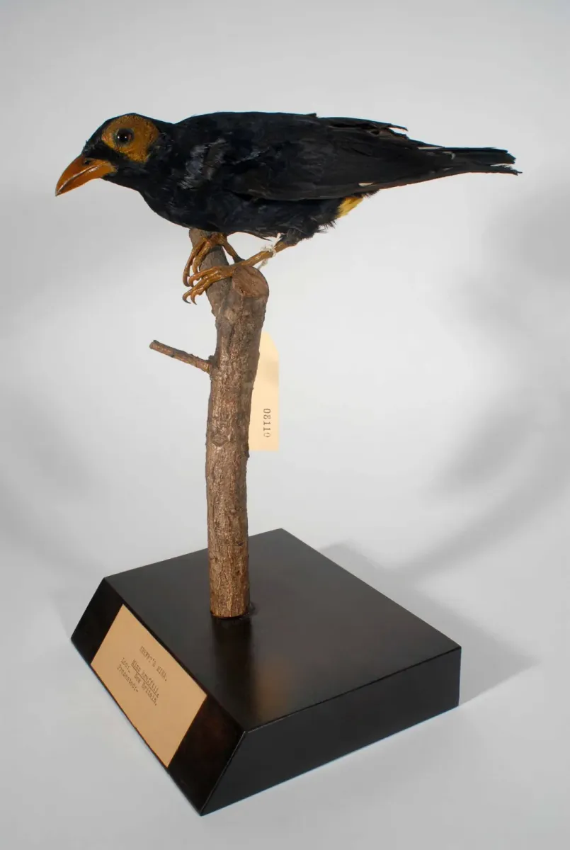 File:Mino dumontii (AM LB8110-5).jpg