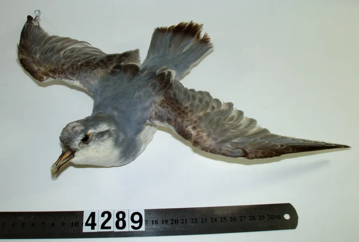 File:Pachyptila desolata (AM LB4289-5).jpg