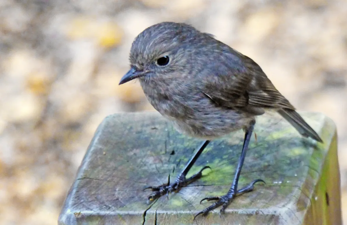 File:NZ South Island robin (Petroica australis) (36942992722).jpg