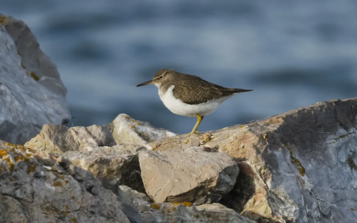 File:Calidris minutilla, Sète (03).jpg
