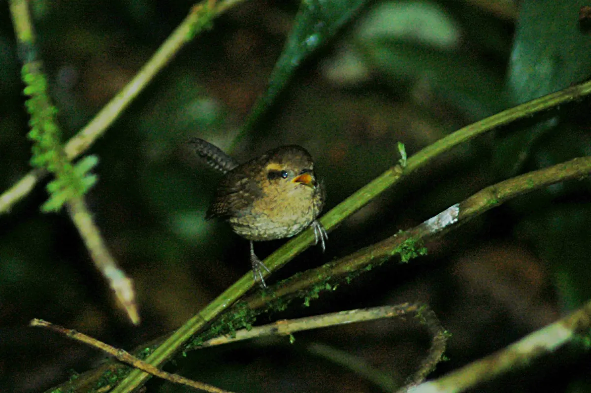 File:Mountain Wren (Troglodytes solstitialis) 2015-06-12 (4) (40282782112).jpg