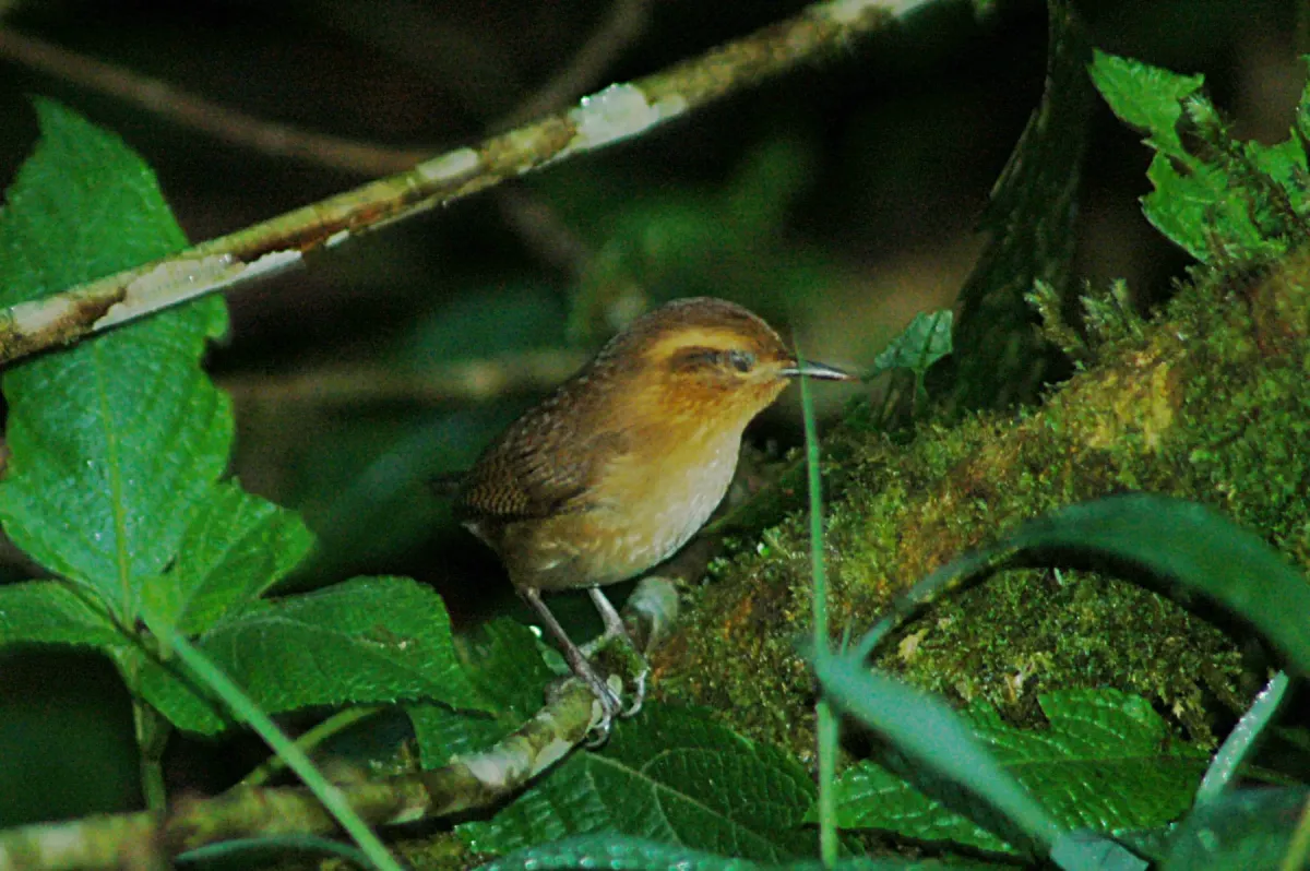 File:Mountain Wren (Troglodytes solstitialis) 2015-06-12 (2) (26456466368).jpg