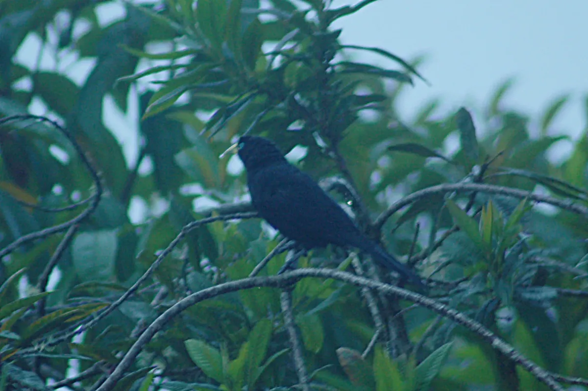 File:Scarlet-rumped Cacique (Subtropical) (Cacicus uropygialis) 2015-06-13 (2) (26456573078).jpg