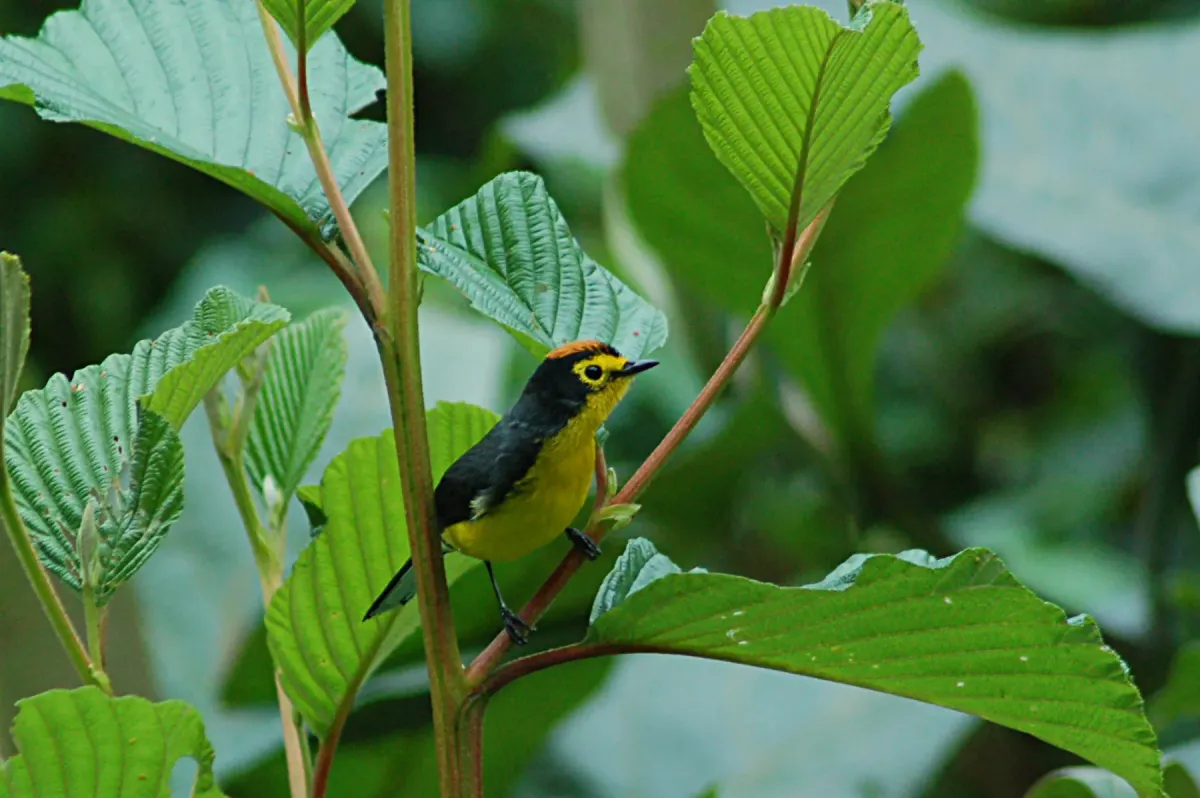 File:Spectacled Redstart (Myioborus melanocephalus) 2015-06-16 (3) (39618346094).jpg