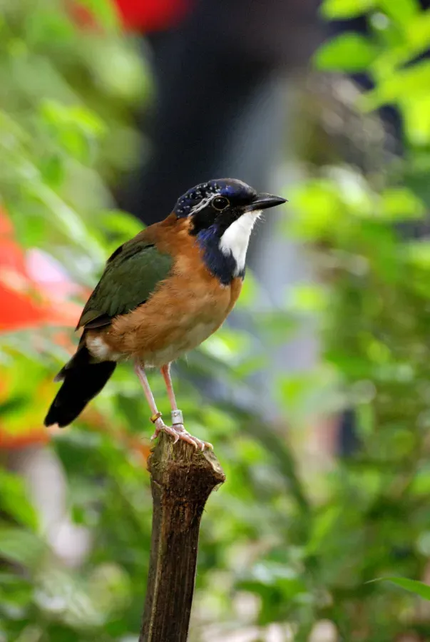 File:Atelornis pittoides -Zurich Zoologischer Garten-8a.jpg