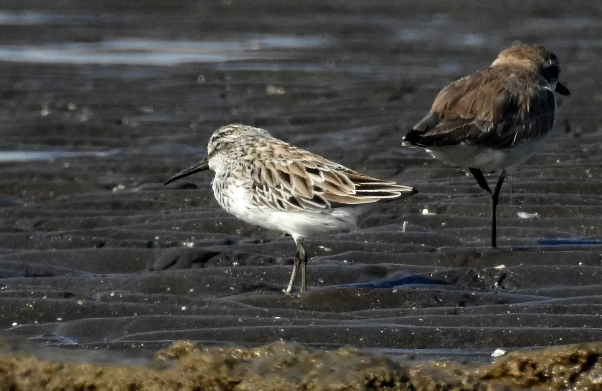 File:Broad-billed Sandpiper Calidris falcinellus DSCN8335 (1).jpg