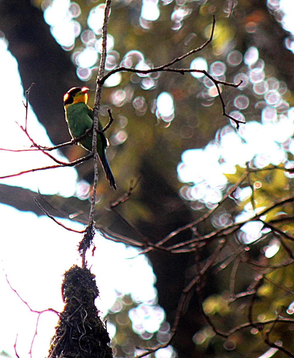 File:Long-tailed Broadbill scientific name Psarisomus dalhousiae at Sattal on 1st April 2018 IMG 8763 1.jpg