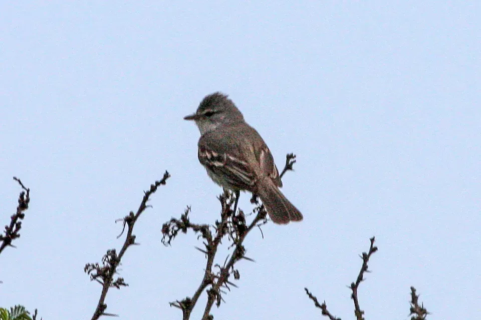 File:Southern Beardless Tyrannulet (Camptostoma obsoletum) (8077574276).jpg