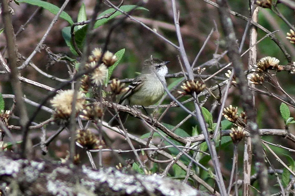 File:White-throated Tyrannulet (Mecocerculus leucophrys) (8077581886).jpg