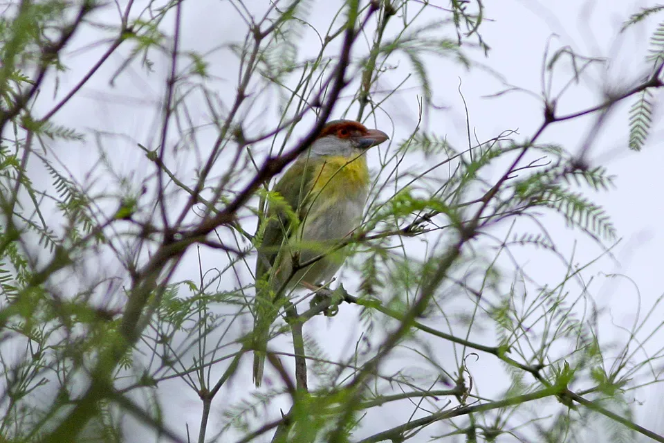 File:Rufous-browed Peppershrike (Cyclarhis gujanensis) (8077632006).jpg
