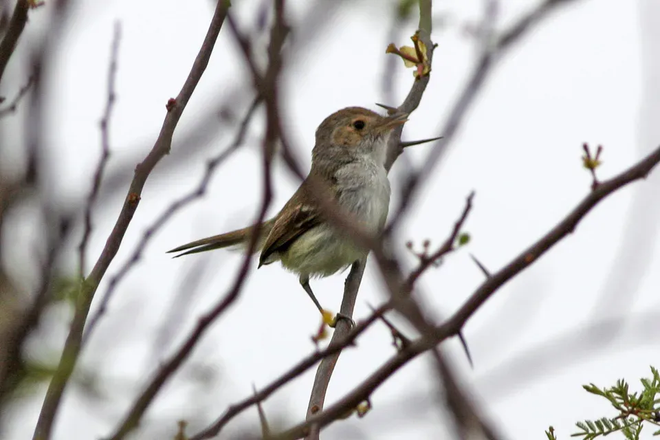 File:Tawny-crowned Pygmy-Tyrant (Euscarthmus meloryphus) (8077634682).jpg