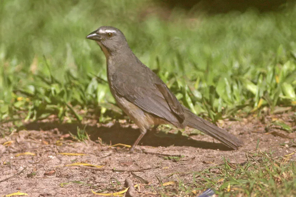 File:Greyish Saltator (Saltator coerulescens) (8077673939).jpg