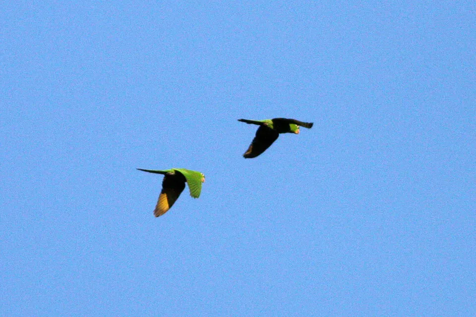 File:White-eyed Parakeet (Psittacara leucophthalmus) (8077707352).jpg