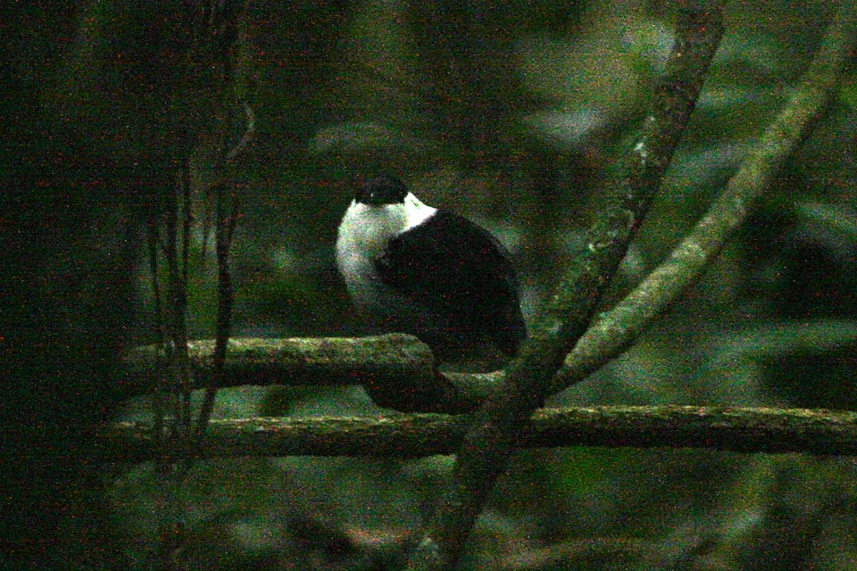 File:White-bearded Manakin (Manacus manacus) (8077726697).jpg
