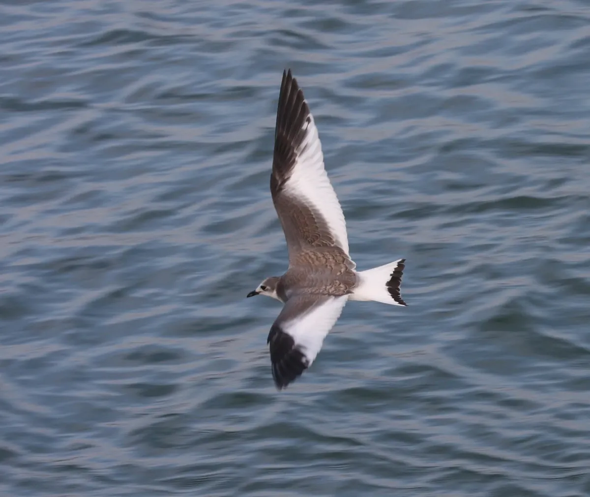 File:Xema sabini juv.jpg