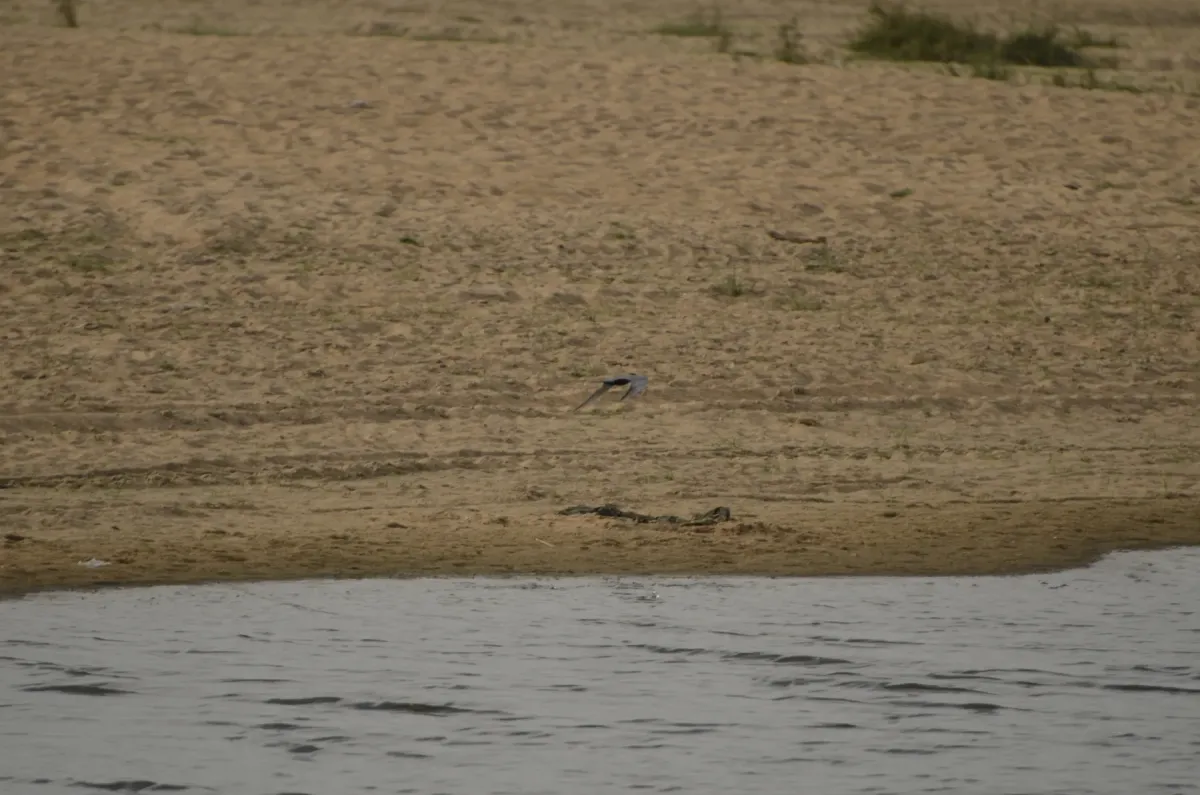 File:Black bellied tern Sterna acuticauda in Kollidam river in Thanjavur dt JEG6926.JPG