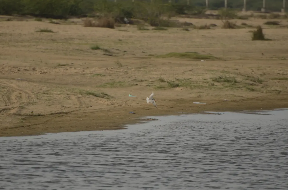 File:Black bellied tern Sterna acuticauda in Kollidam river in Thanjavur dt JEG6931.JPG