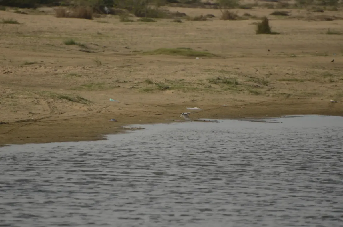File:Black bellied tern Sterna acuticauda in Kollidam river in Thanjavur dt JEG6934.JPG