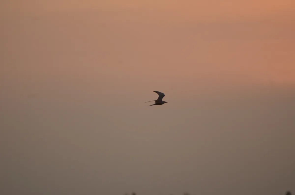 File:Black bellied tern Sterna acuticauda in Kollidam river in Thanjavur dt JEG6994.JPG