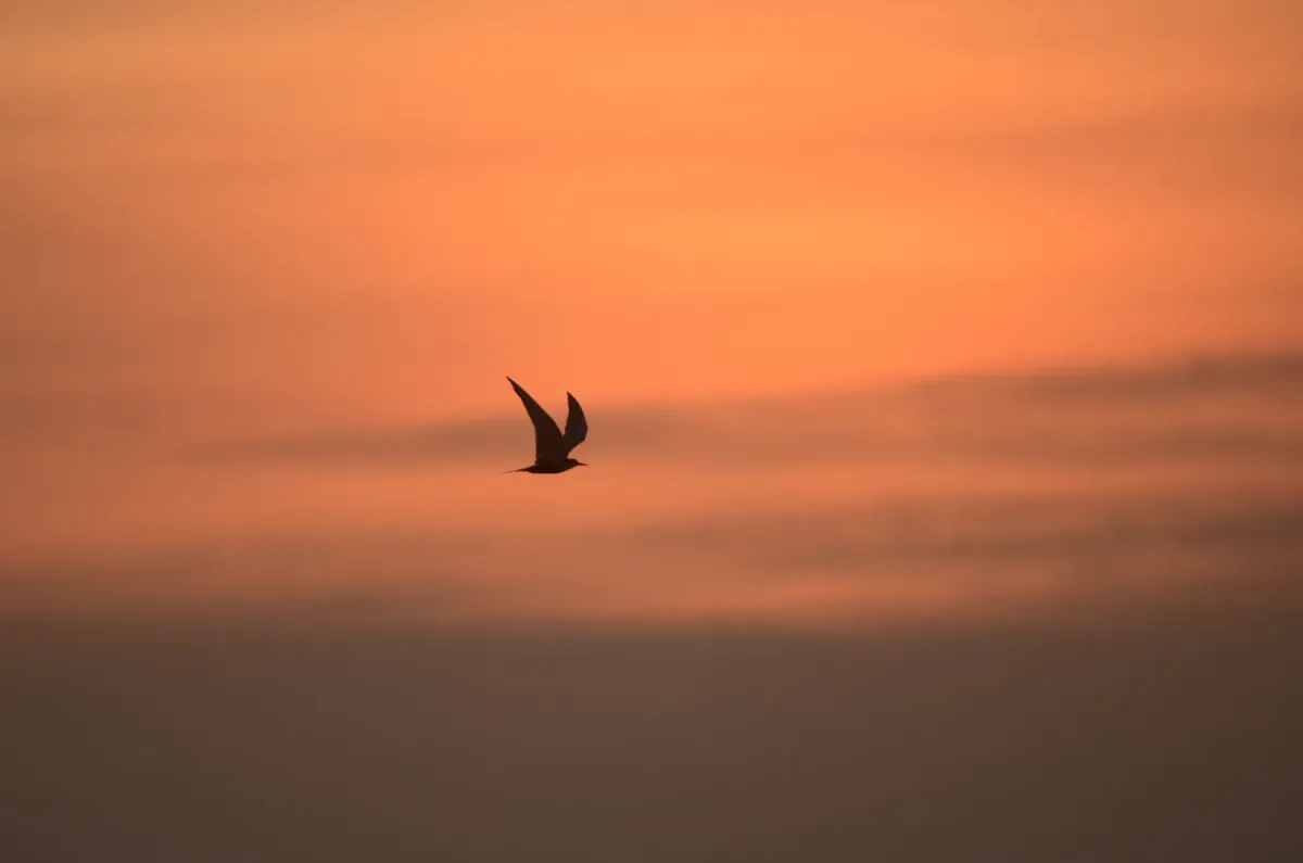 File:Black bellied tern Sterna acuticauda in Kollidam river in Thanjavur dt JEG6996.JPG