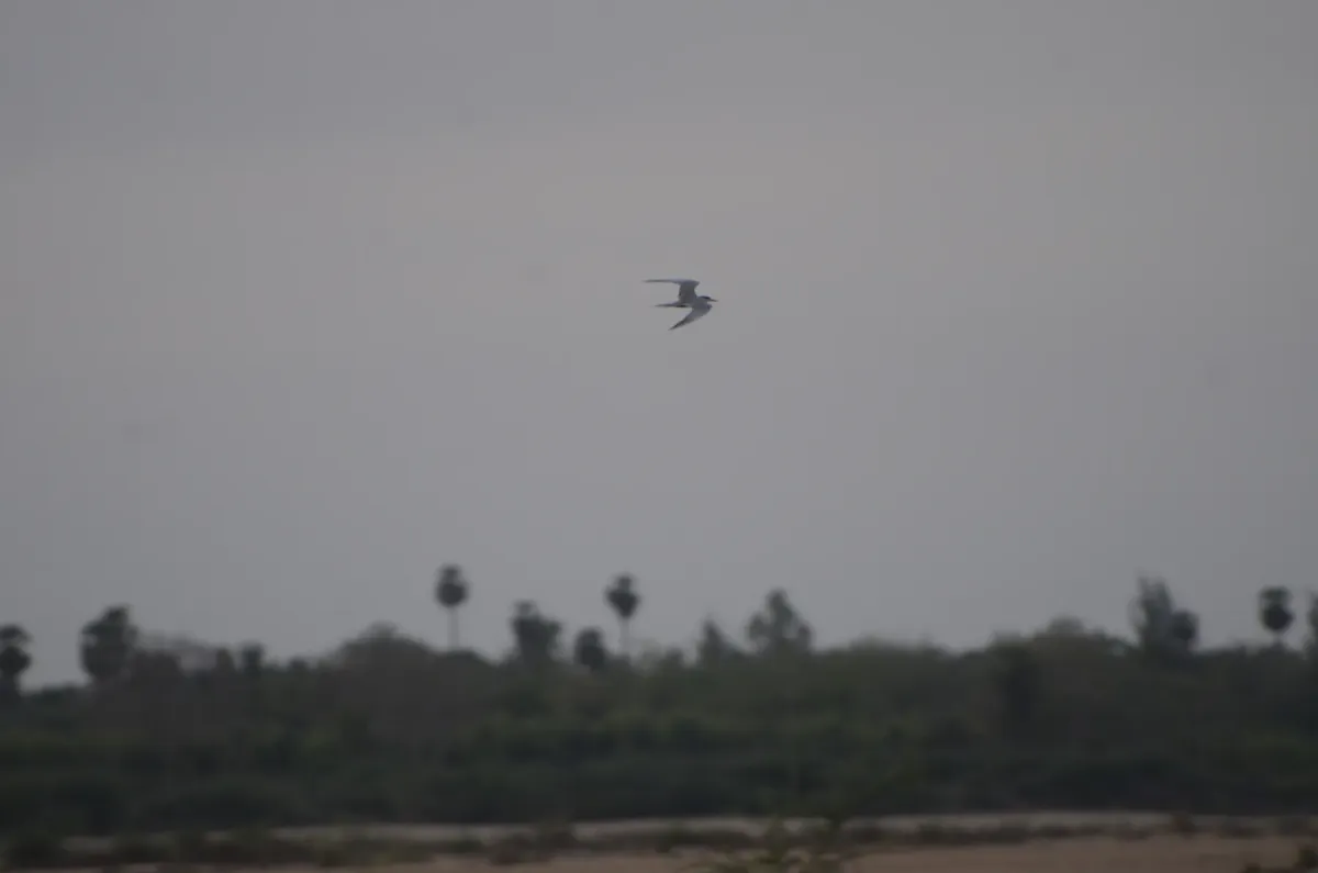 File:Black bellied tern Sterna acuticauda in Kollidam river in Thanjavur dt JEG7004.JPG