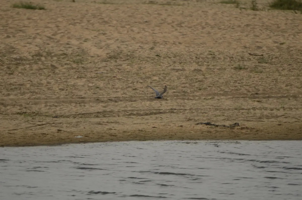 File:Black bellied tern Sterna acuticauda in Kollidam river in Thanjavur dt JEG6925.JPG