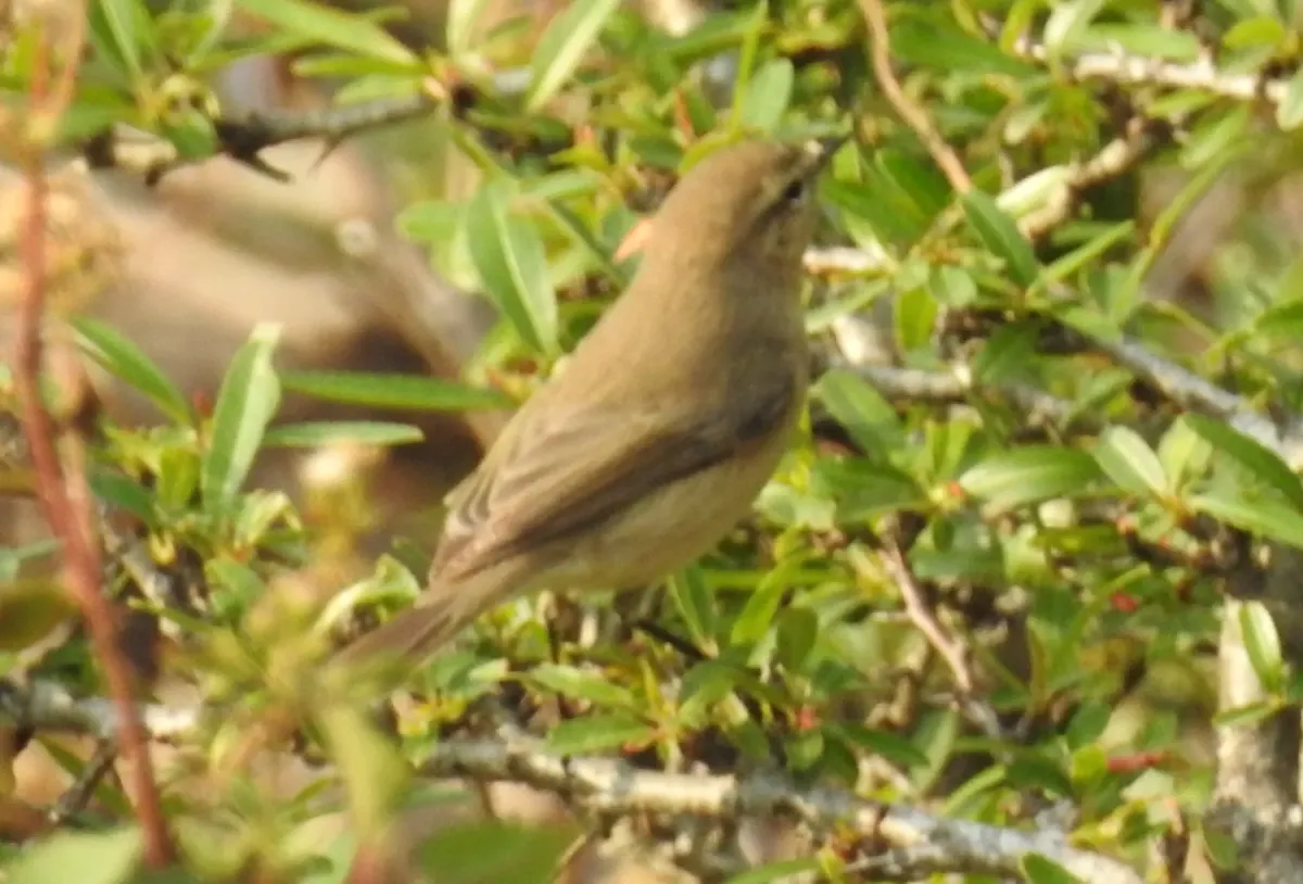 File:Aberrant Bush Warbler Horornis flavolivaceus by Dr. Raju Kasambe DSCN3403 (2).jpg