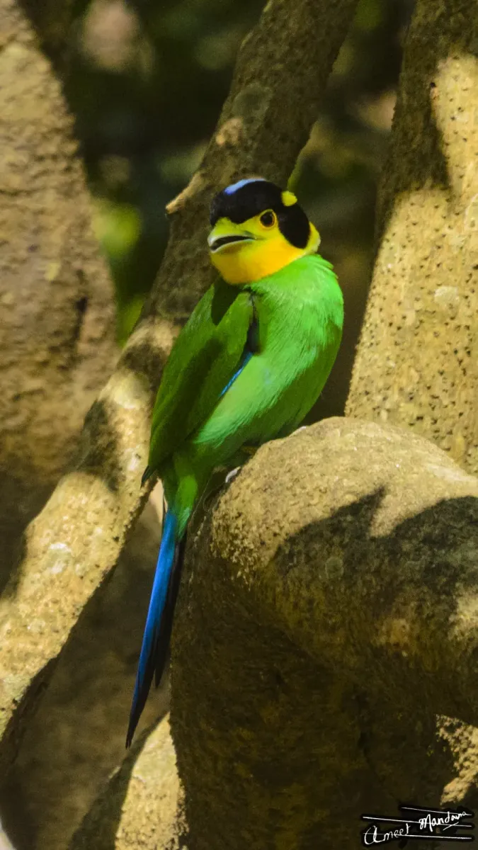 File:Long-tailed Broadbill - Psarisomus dalhousiae.jpg