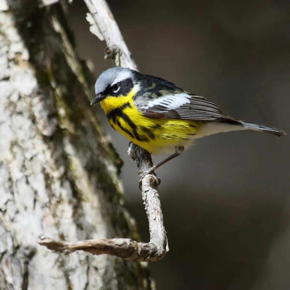 File:Setophaga magnolia MP.jpg