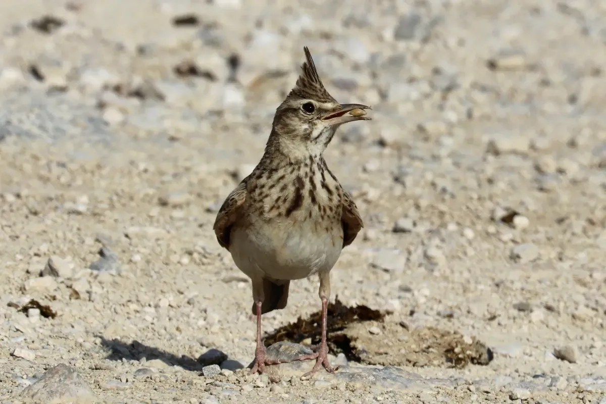 File:Crested lark (Galerida cristata brachyura).jpg