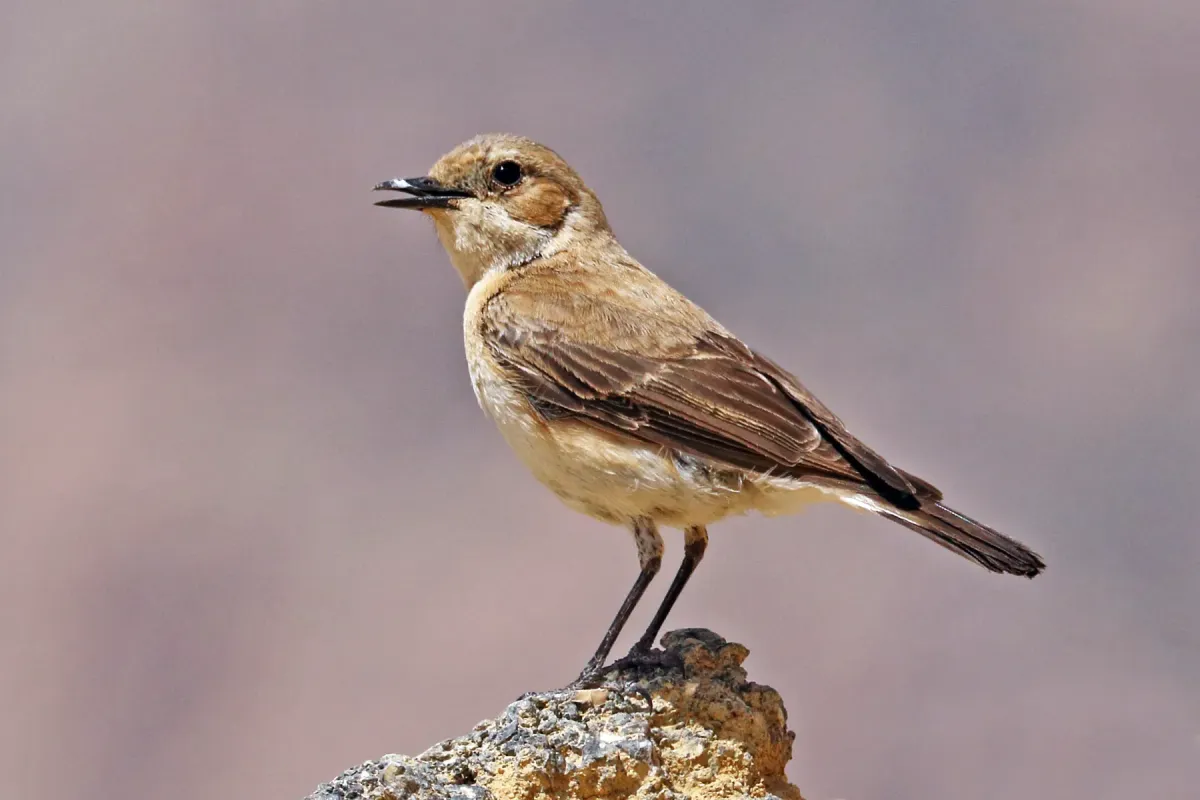 File:Eastern Black-eared Wheatear (Oenanthe melanoleuca) female, Jordan.jpg