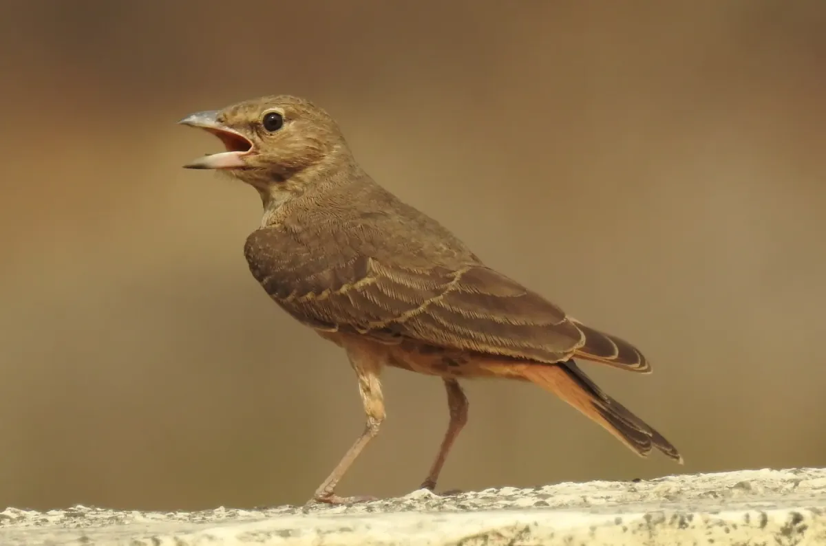 File:Rufous-tailed Lark Ammomanes phoenicura by Dr. Raju Kasambe DSCN5048 (4).jpg